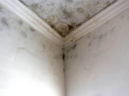 Best Black Mold Removal  in Shady Spring, WV