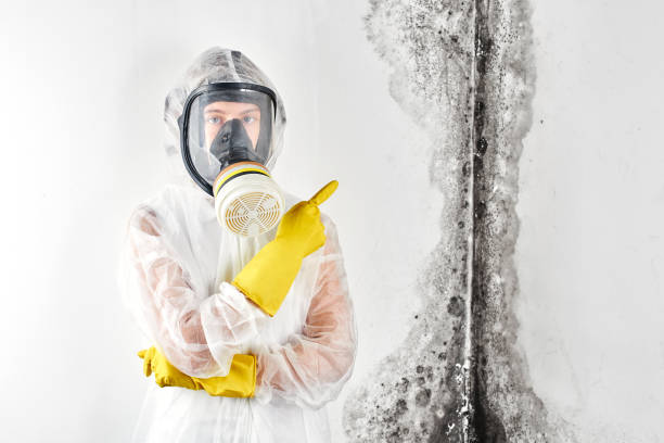 Best Basement Mold Removal  in Shady Spring, WV